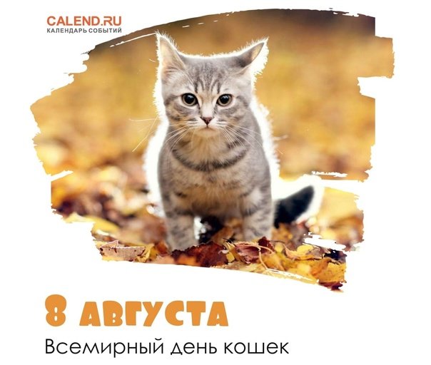 Всемирный день кошек! - АНО СОН Радуга Добра